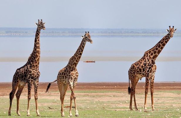 tarangire, ngorongoro & lake manyara park 3 days private tour