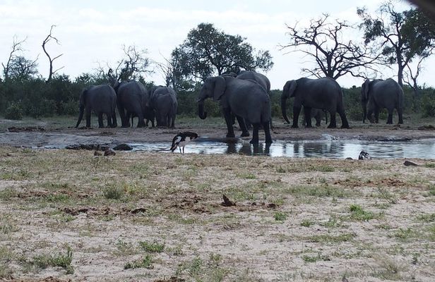 5 days Kasane to Maun Safari (Kasane, Chobe, Khwai, Moremi, Maun)