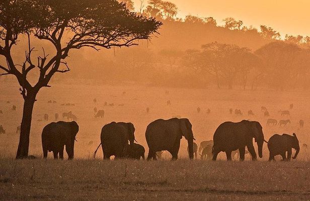 serengeti, ngorongoro & tarangire 5days private tour