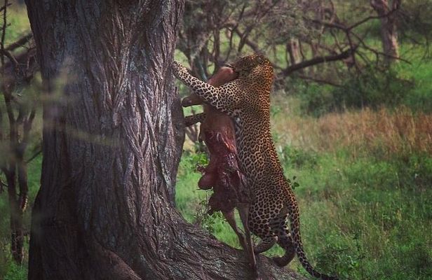 serengeti, ngorongoro & tarangire 4 days private tour