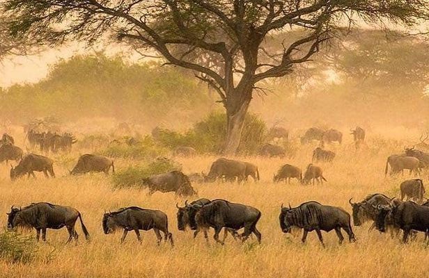 serengeti & ngorongoro 3 days private tour