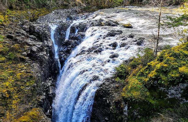 Waterfalls, Coombs and Cathedral Grove Rainforest Tour