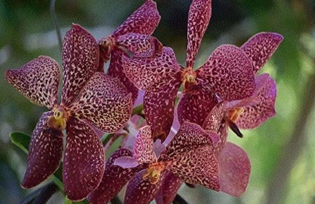 Shore Excursion-Wonders of Nadi Sightseeing Tour-Temple,Gardens,Markets&Shopping