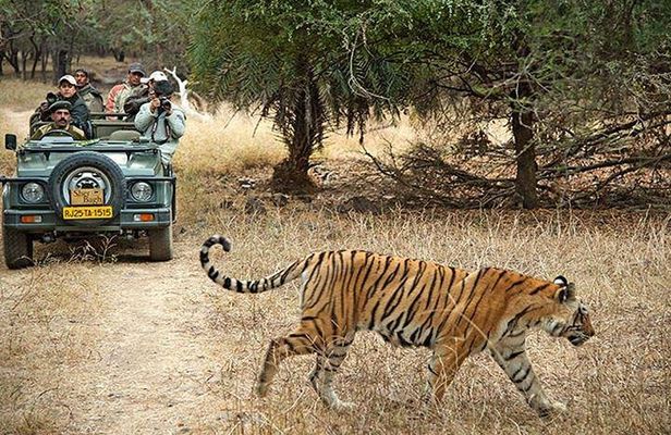 Private 3-Day Ranthambhore Tiger Tour from Agra ending in Jaipur