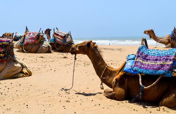 Camel Ride on the Beach of Essaouira