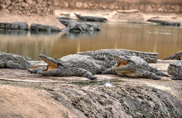 Visite the Crocodiles Park and Botanic garden