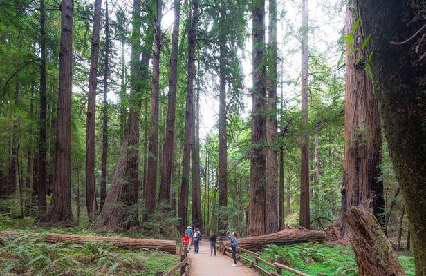 Muir Woods and Sausalito Tour Plus Bay Cruise