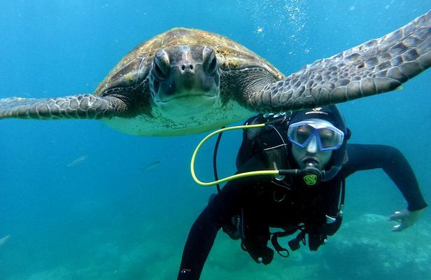 Discover Scuba Diving Experience in Turtle Habitat
