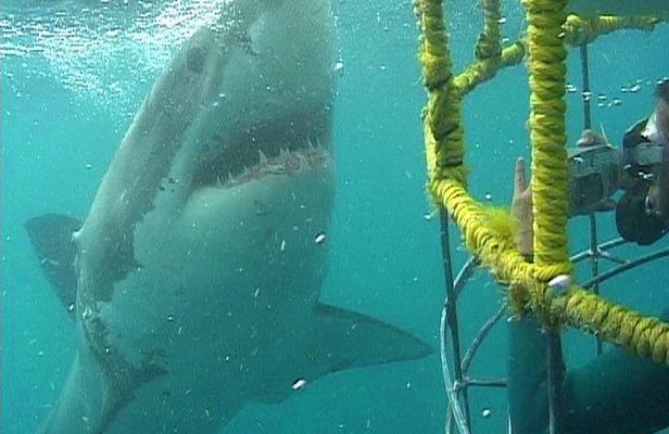 SHARK CAGE DIVING and VIEWING (Self Drive)