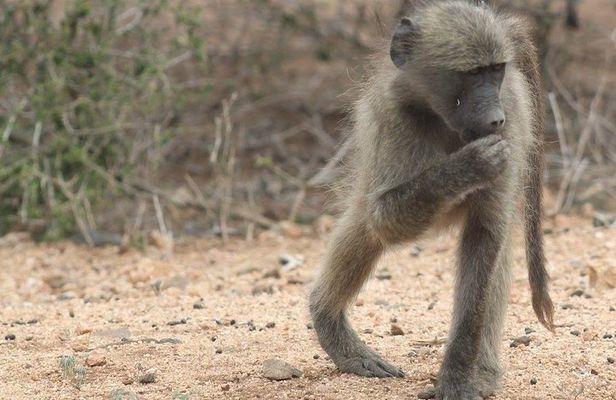 Kruger National Park Day Trip