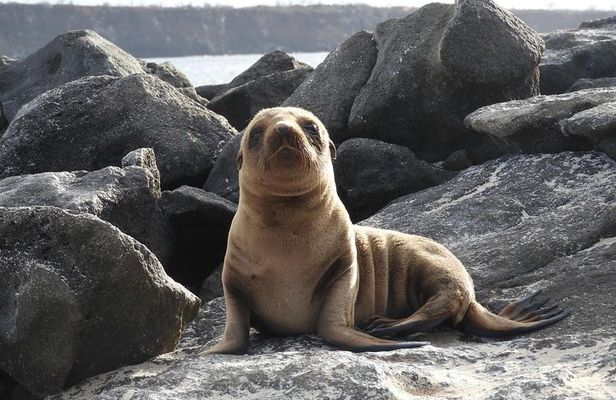 4-Day Galapagos Experience: Los Tuneles, Bay Tour + extra night
