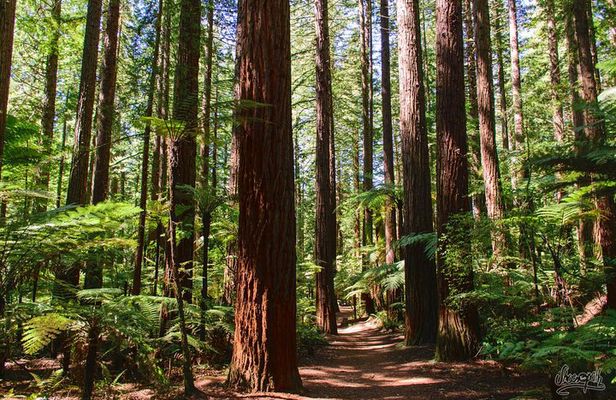 Best of Tauranga & Rotorua's Hidden Secrets - Shore Excursion