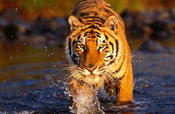 7 Day Golden Triangle with Ranthambore Tigers Taj Sunrise/Sunset