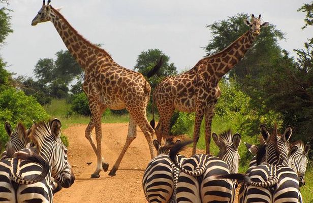 5 Day Mid range Tanzania Safari