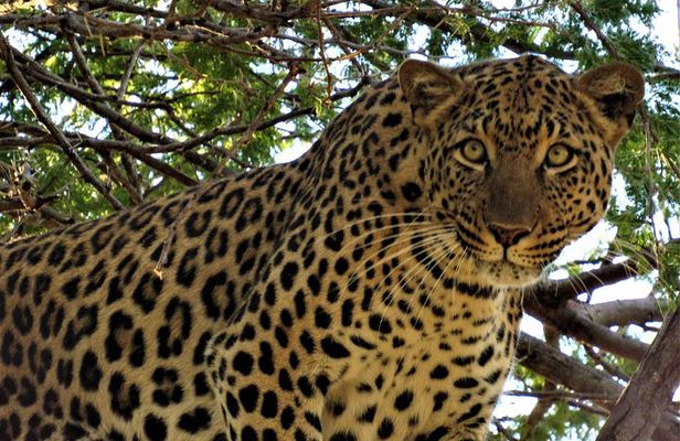 Full-Day Kruger National Park Safari