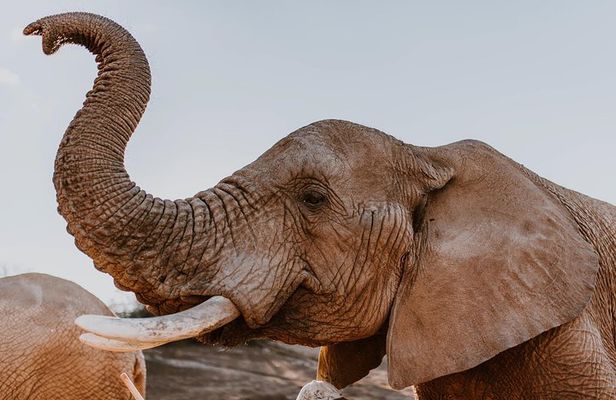 2 Day Wild Heart Western Cape Safari Tour with Private Transfers