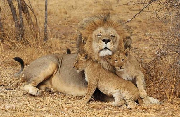 2 Days Tarangire and Ngorongoro Safari from Zanzibar