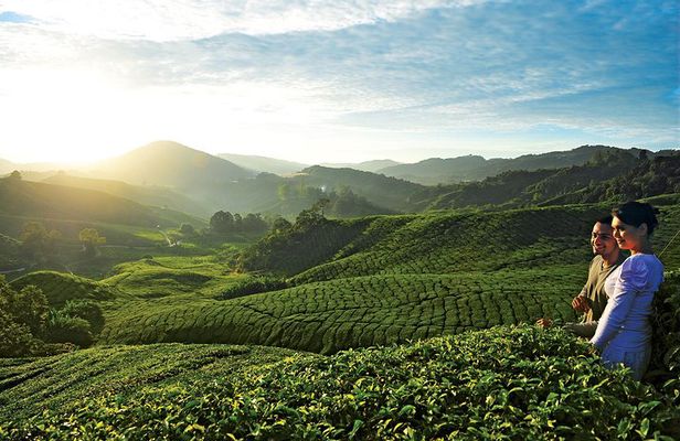 2-Day Cameron Highlands from Kuala Lumpur (Return to KUL)