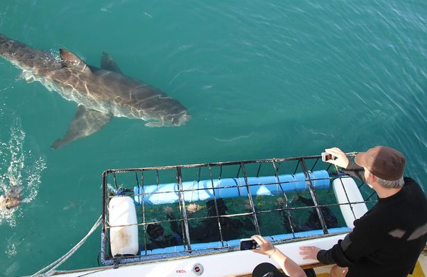 Shark cage diving & viewing tours in Gansbaai