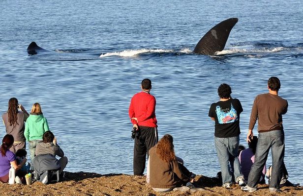 Puerto Madryn: Doradillo Beach Whale Watching Experience