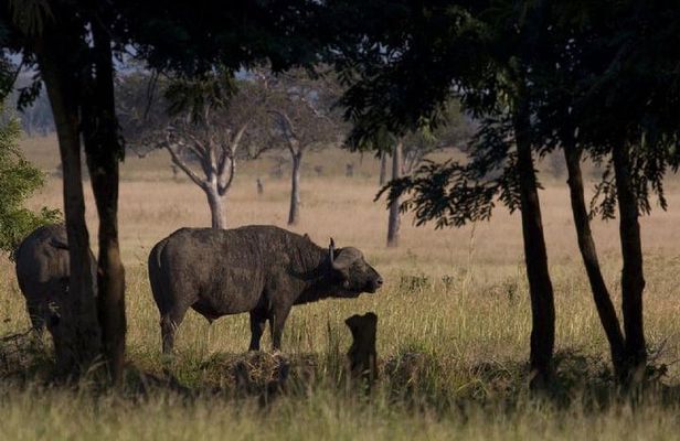 2 Day safari to Mikumi departure from Zanzibar