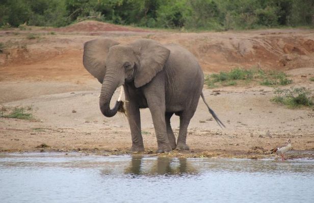 8 Day Gorilla Trek, Wildlife Safari and Chimp Habituation Experience