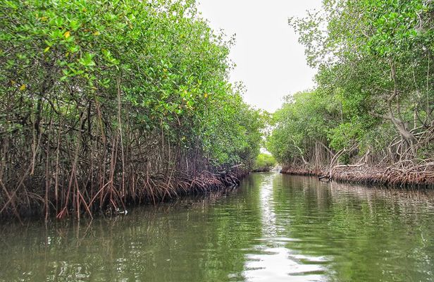 Private Tour of Ecotourism, Culture and Sea in Barú