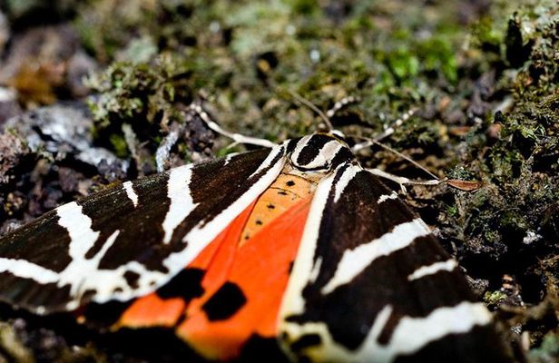 Filerimos Hill & Butterflies Valley Adventure!