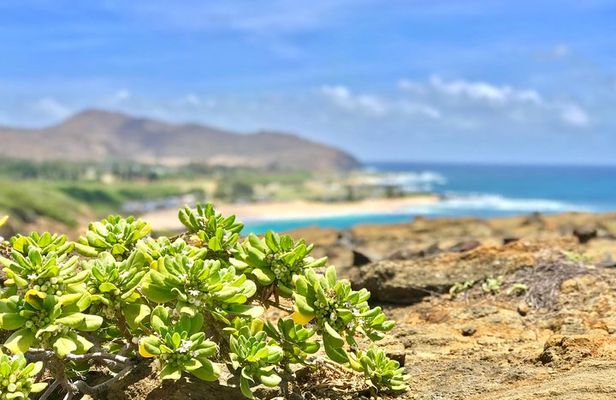 Oahu Custom Private Circle Island and Mini Circle Island Tours