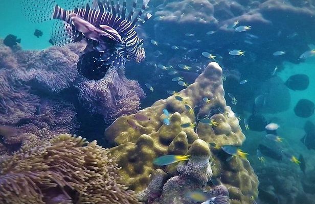 Local Reef Snorkelling and Deserted Beach