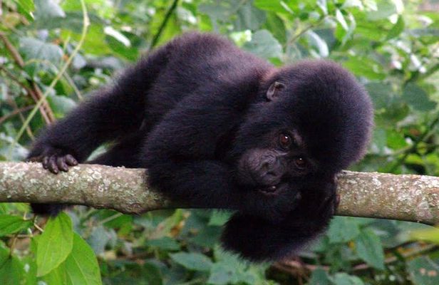 9 days Uganda safari