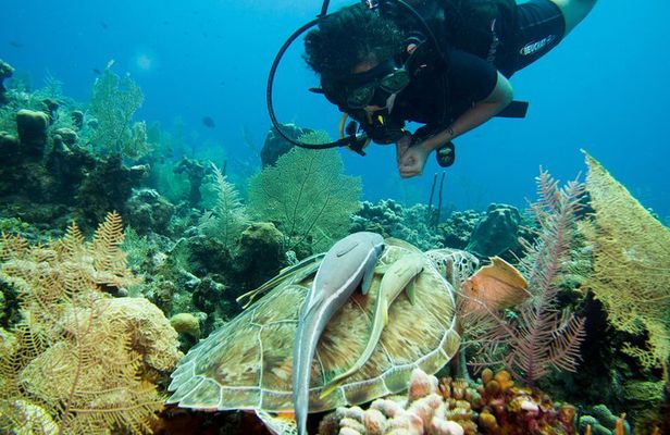 Cruise Excursion – 2 Scuba Dives with transport (for certified divers)