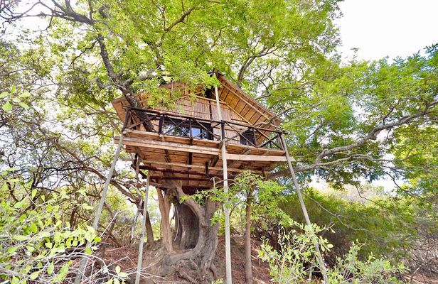 5 Day Lodge and Treehouse Kruger National Park Safari