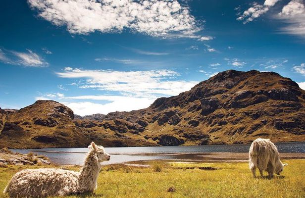 Private Cajas National Park Full Day Tour
