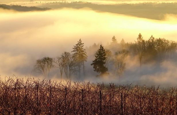 Private Customized Willamette Valley Wine Maker Tour