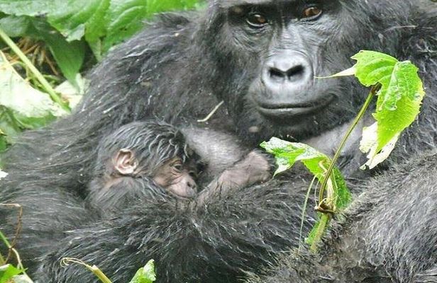 4 Days Gorilla experience Uganda