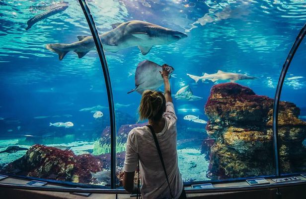 Grand Aquarium Museum Hurghada With Transfer in Hughada