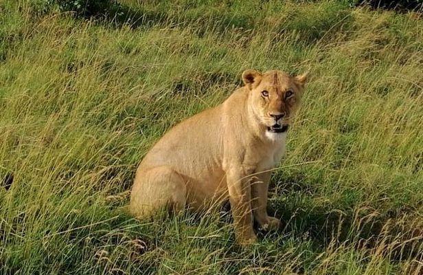 3 Days Masai Mara Safari Group Joining (Daily Departures)