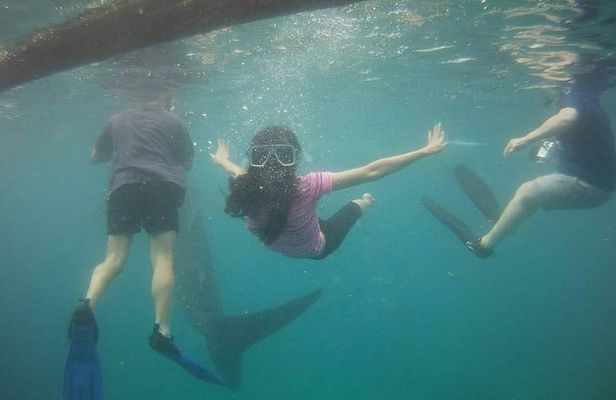 Cebu Oslob Whale Sharks and Sumilon Island Kawasan Falls Canyoneering