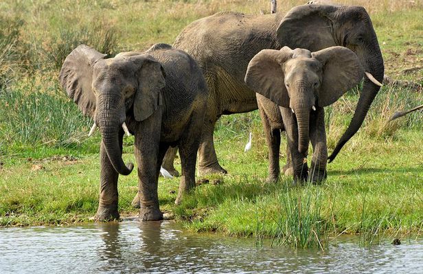 3 Days Murchison Falls Wildlife Safari