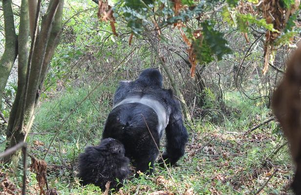 3 Days Gorilla Safaris in Bwindi Uganda