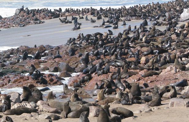 Cape Cross Seal Colony Tour from Swakopmund, Namibia
