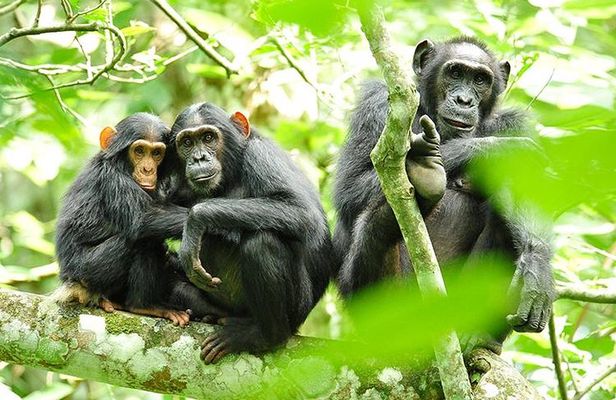 2 Days Chimpanzees trekking Tour and Canopy walk Adventure