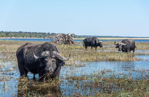 Chobe Day Trip