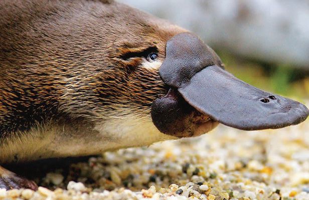 2 Day Great Ocean Road Tour and Platypus paddle