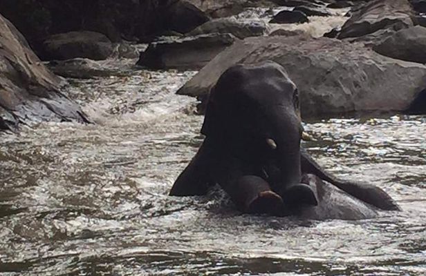 Half day Elephants in Nature Experience (Morning)