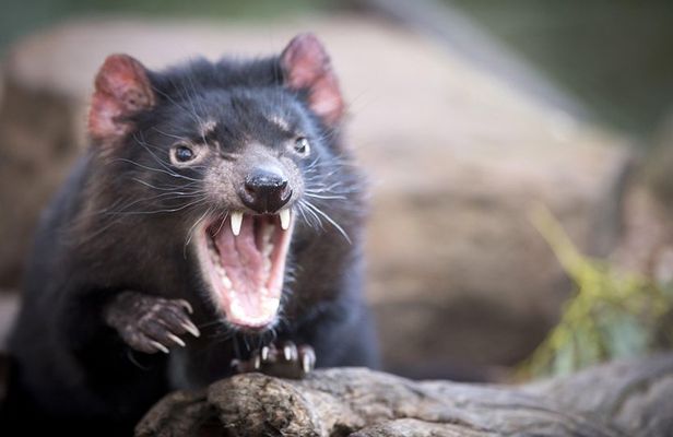 Port Arthur, Richmond and Tassie Devils Active Tour from Hobart
