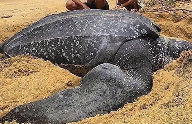 Turtle Watching