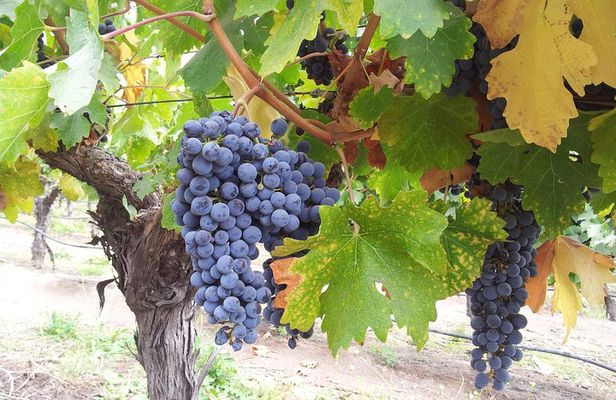 Winery & Valparaiso Private Tour - day trip from Santiago