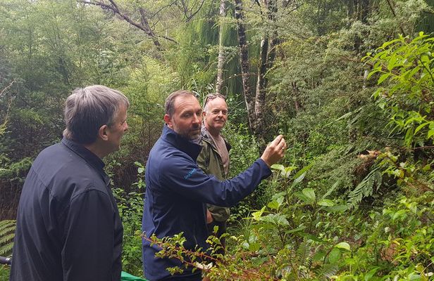 Afternoon Piha Beach and Rainforest Tour from Auckland